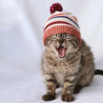 Sleepy Kitten Yawning in Striped Beanie