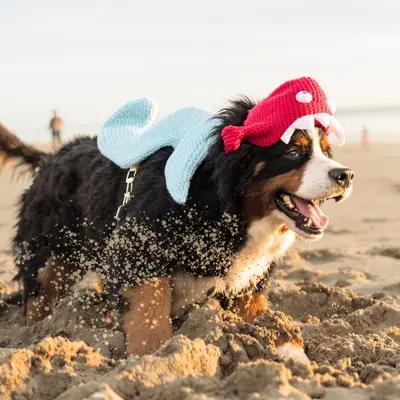 Joyful Bernese Dog in Sea Monster Costume