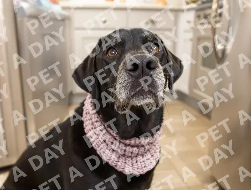 Dignified Senior Black Labrador in Kitchen Scarf