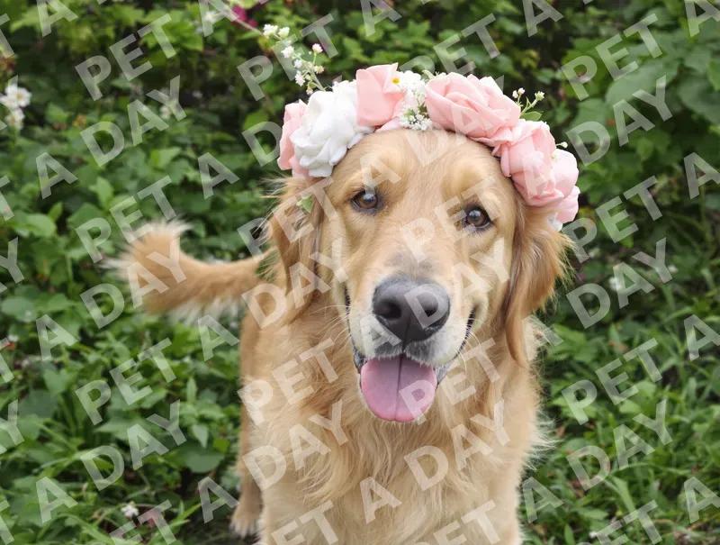 Golden Retriever in a Delicate Flower Crown