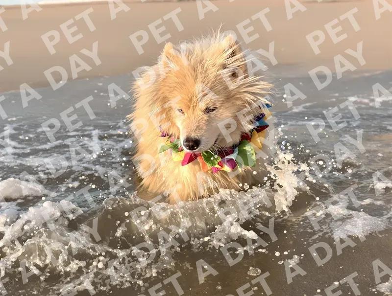 Fluffy Samoyed Splashing in Ocean Waves