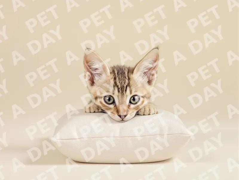 Curious Oriental Shorthair Kitten Peeking Over Cushion