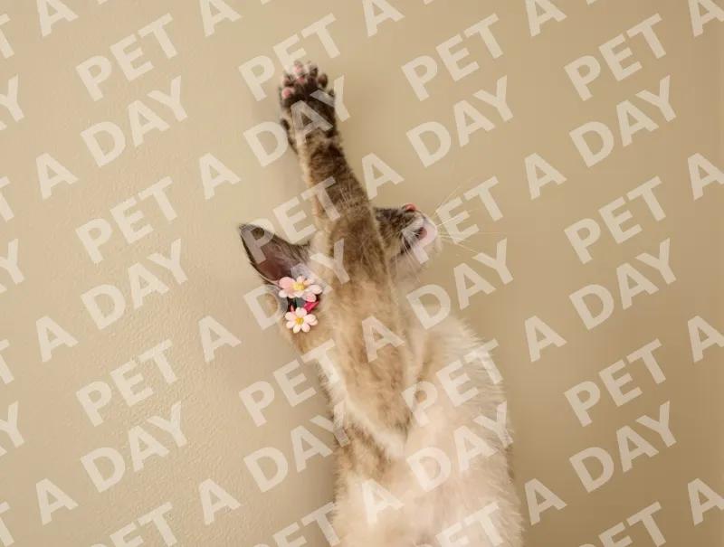 Playful Siamese Kitten Reaching Up