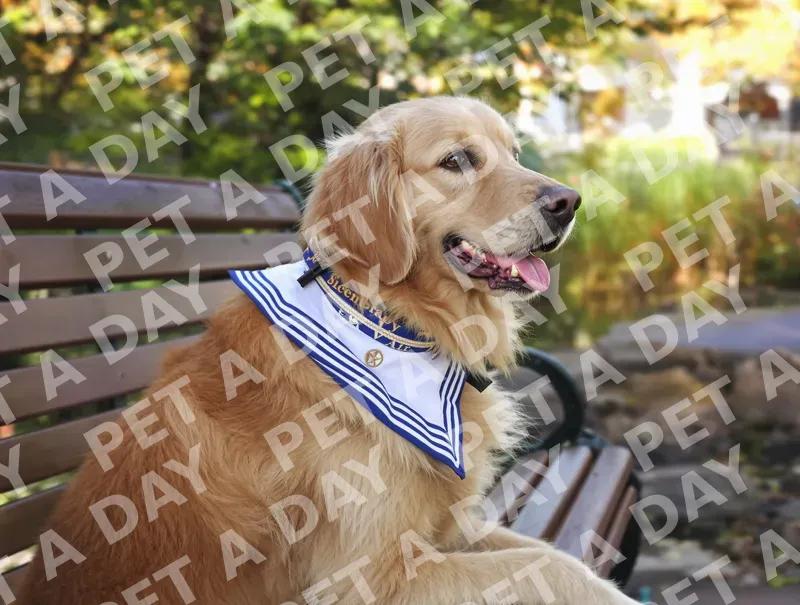 Golden Retriever in Sailor Collar on Park Bench
