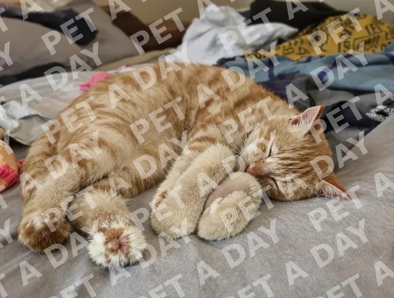 Peaceful Ginger Tabby Cat Nap