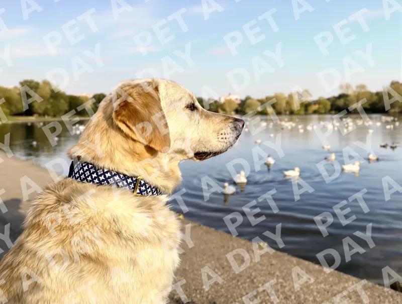 Candid photograph of a real yellow Labrador retriever wearing a small navy fabri