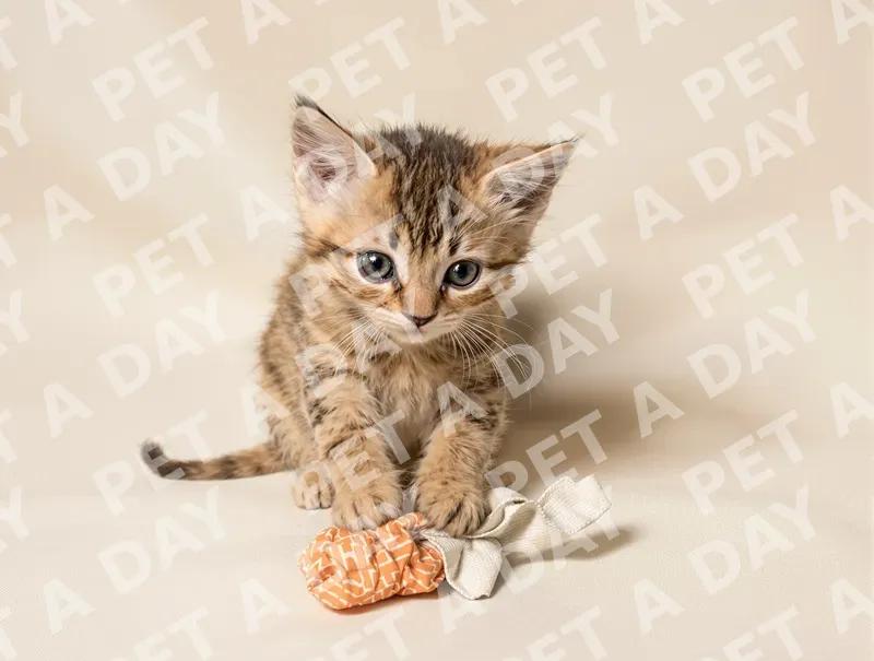 Playful Abyssinian Kitten with Crinkly Toy