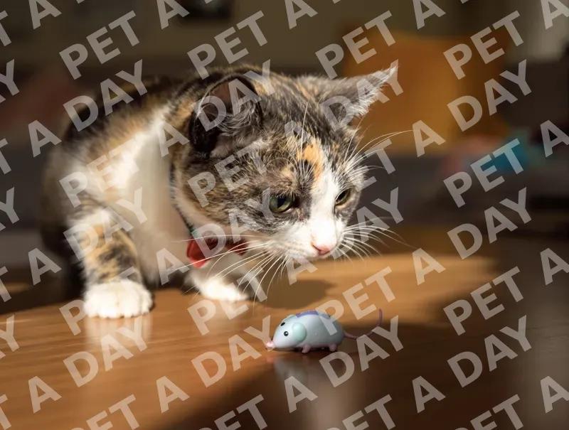 Calico Cat's Playful Stare at Toy Mouse