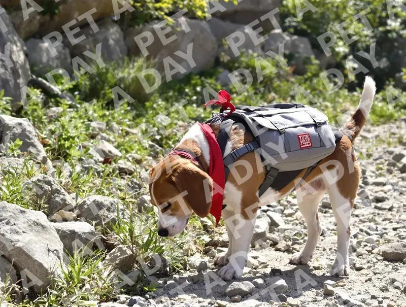 Curious Beagle Sniffing Mountain Path