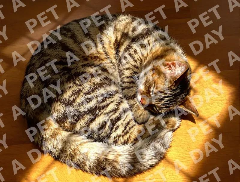 Cozy Tabby Cat Napping in Sunbeam