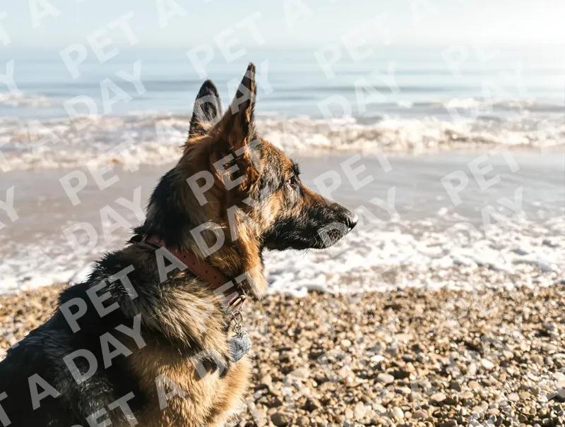 Majestic German Shepherd Gazing at the Ocean
