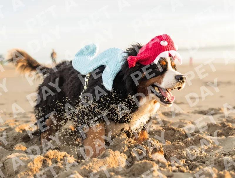 Joyful Bernese Dog in Sea Monster Costume