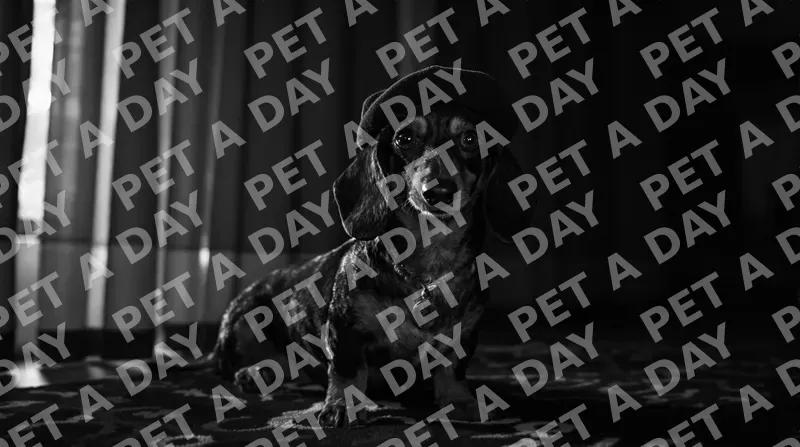 Soulful Dachshund in a Beret