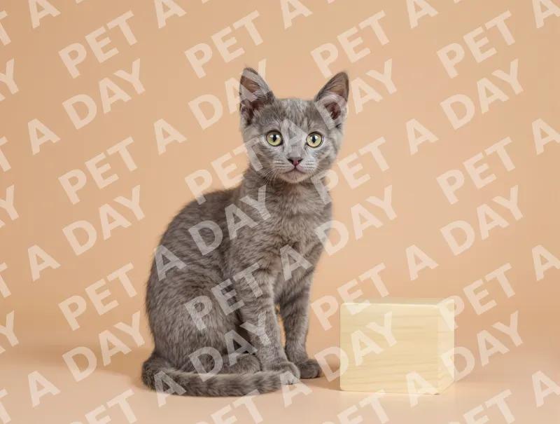 Sleek Russian Blue Kitten with Wooden Block