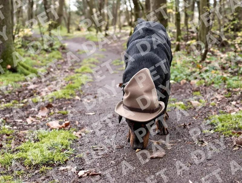 Adventurous Labrador Sniffing Forest Path