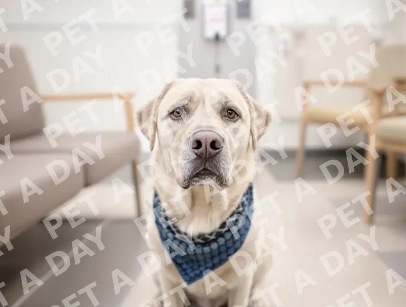 Dignified Senior Labrador in Clinic Waiting Room