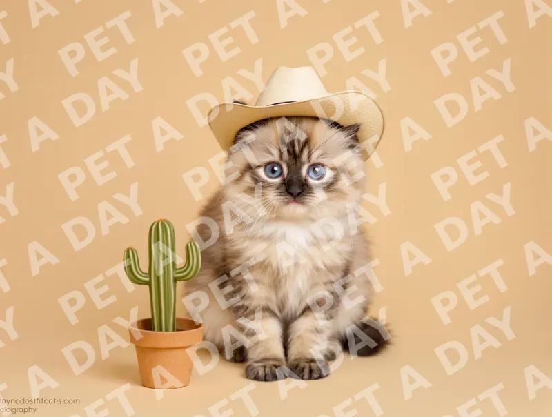 Adorable Ragdoll Kitten in Cowboy Hat