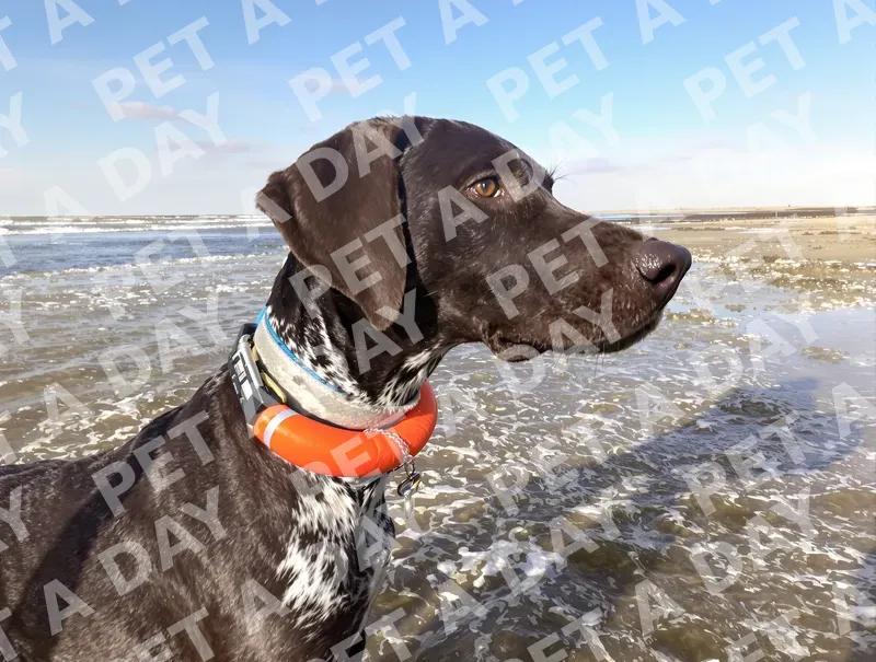 Alert Pointer at the Sunny Beach