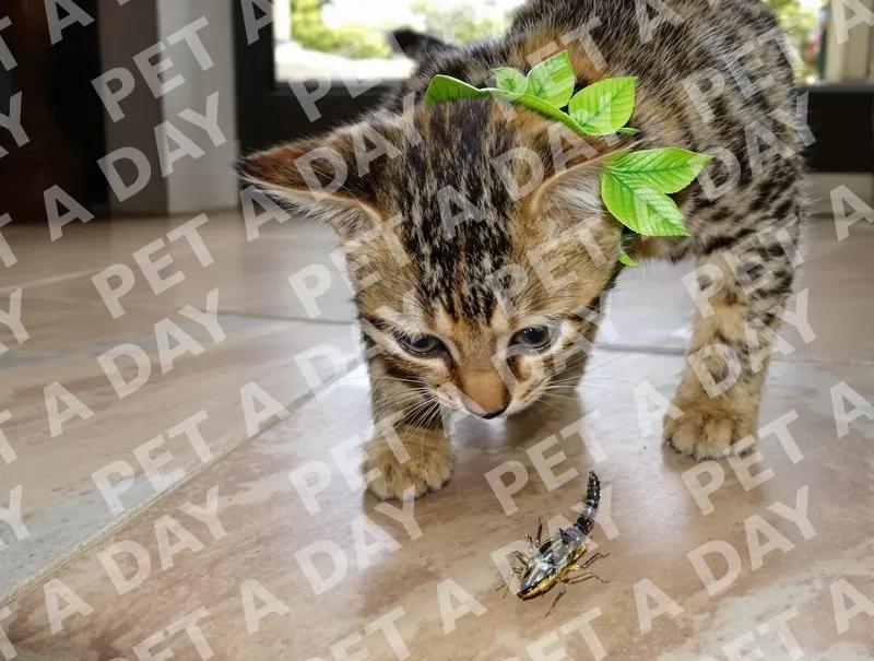 Curious Bengal Kitten Hunts Toy Bug