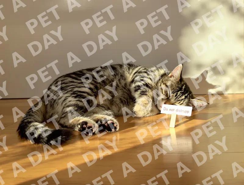 Golden Hour Nap: Do Not Disturb