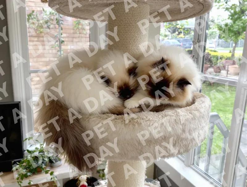 Fluffy Ragdoll Cats Napping on Cat Tree