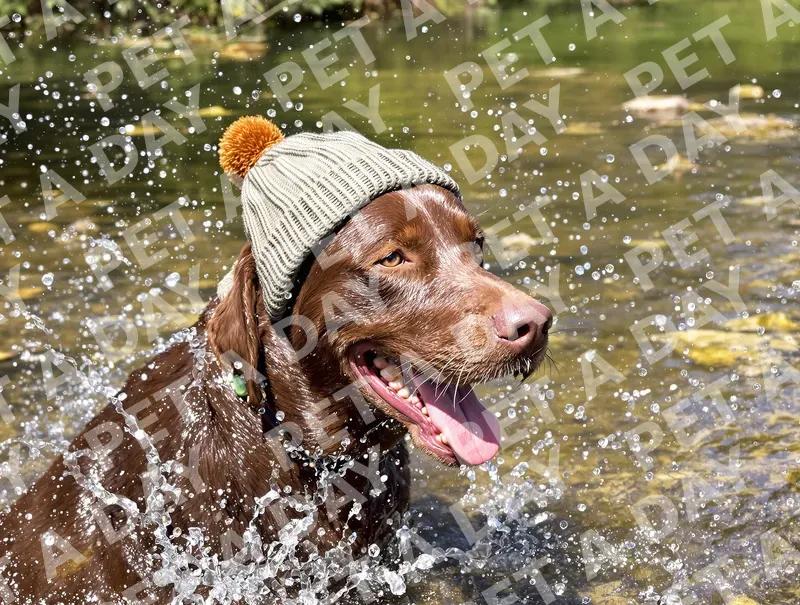 Playful Chocolate Lab Splashing in Stream