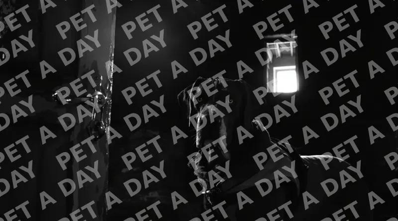 Great Dane's Profound Gaze in Dark Barn