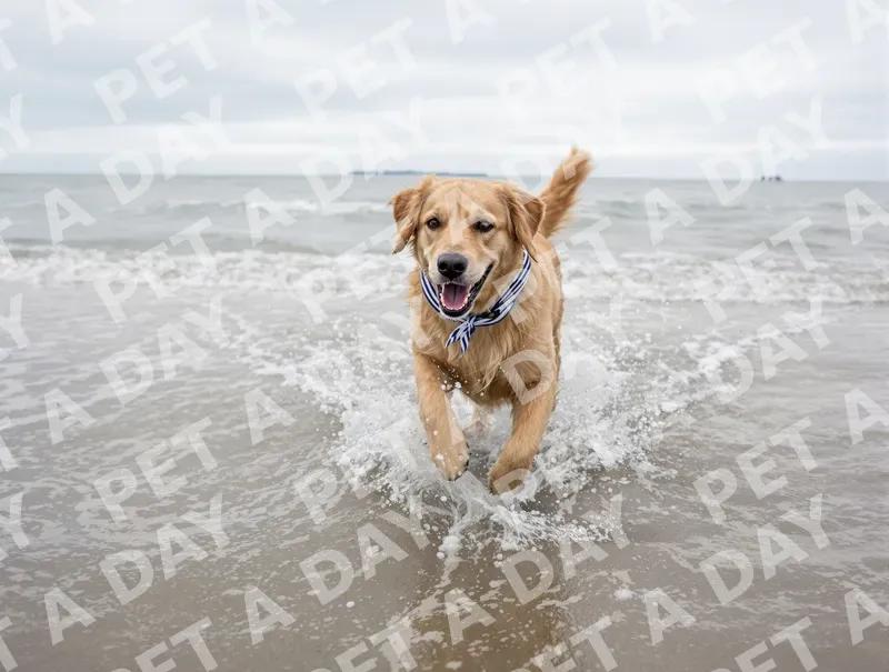 Joyful Golden Retriever Splashing in Ocean Surf