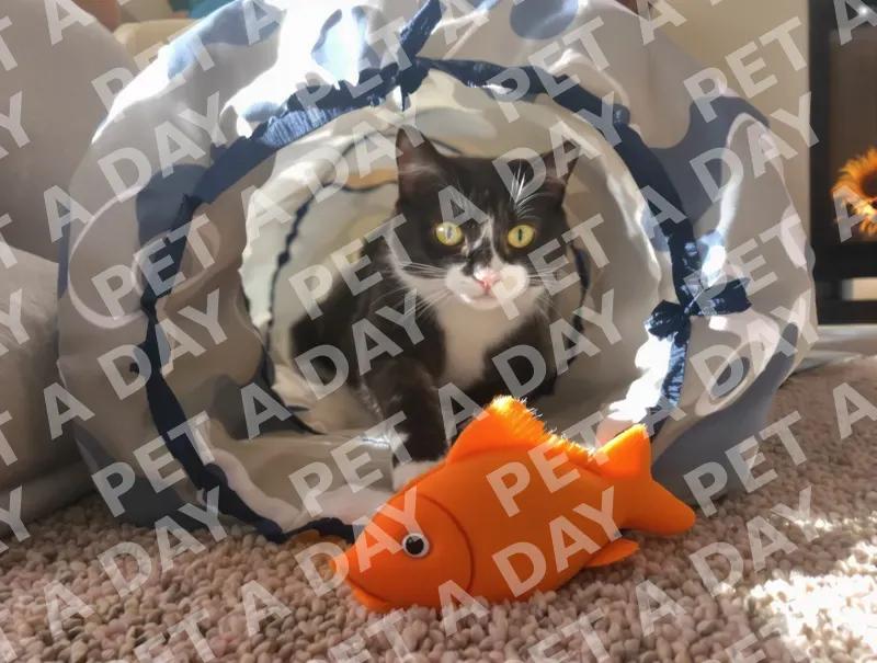 Curious Tuxedo Cat in Play Tunnel