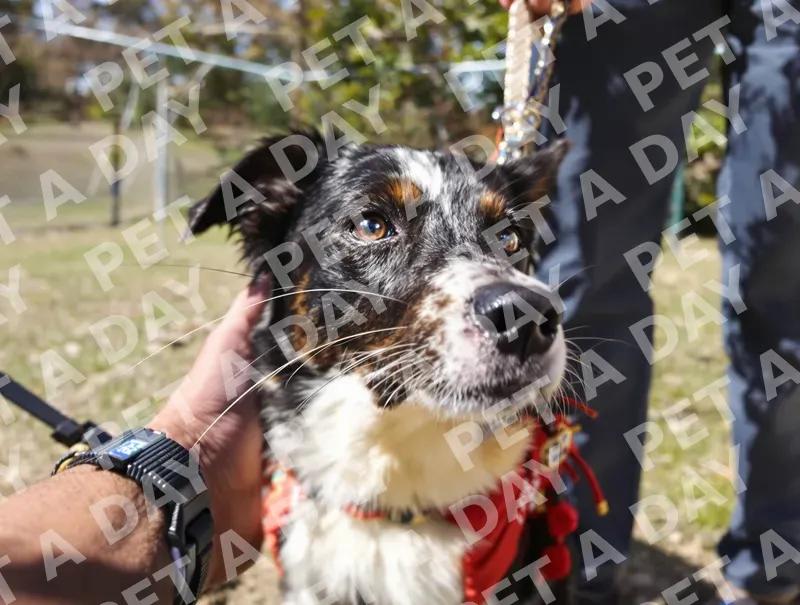 Intensely Focused Border Collie at the Park