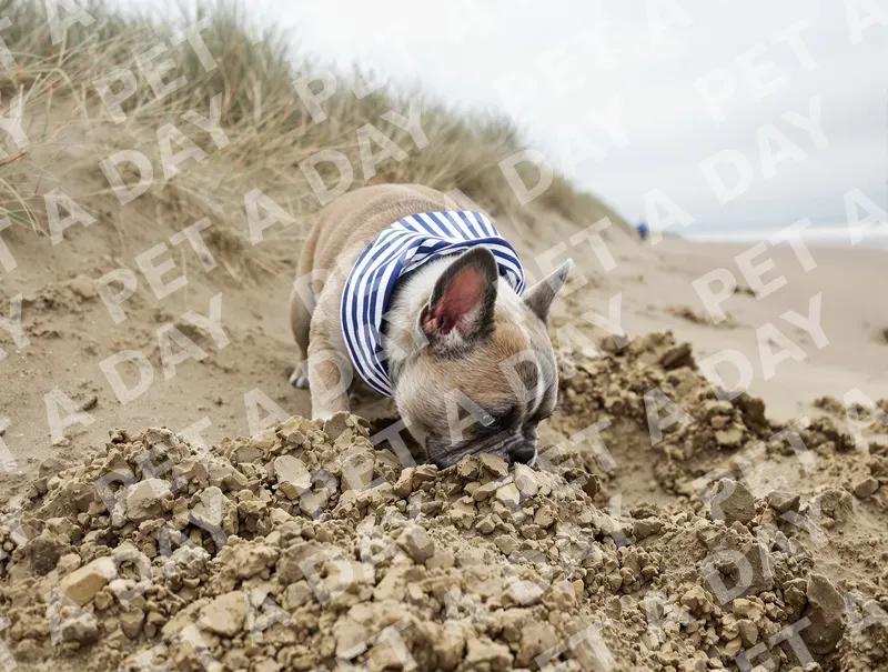 Playful French Bulldog Digging on Beach