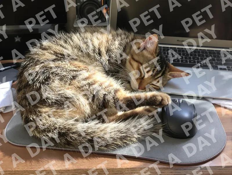 Peaceful Tabby Cat Napping on Desk