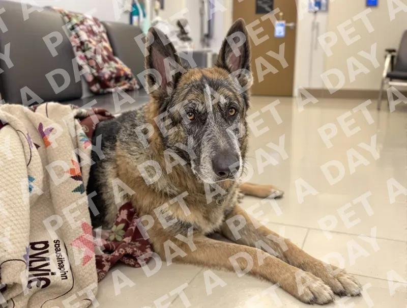 Stoic Senior German Shepherd in Vet Waiting Room
