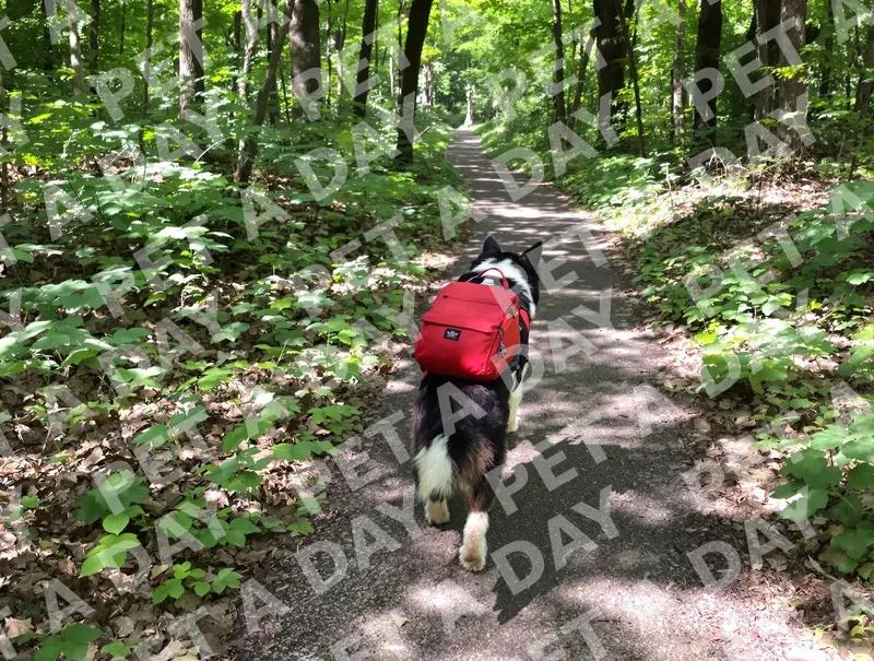 Border Collie's Woodland Hike Adventure