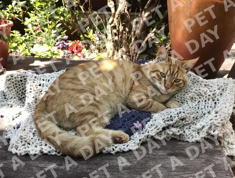 Relaxed Orange Tabby Cat in Garden Shade