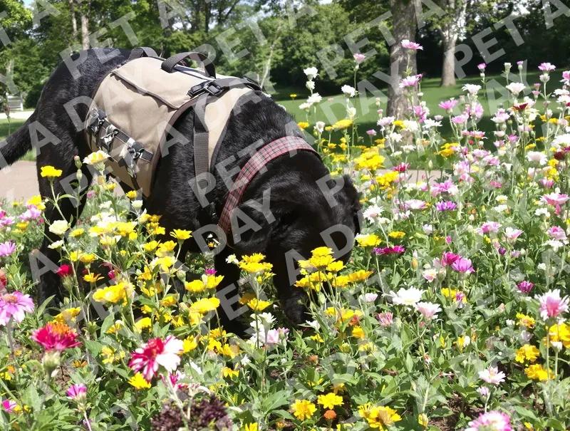Black Lab Sniffing Colorful Park Wildflowers