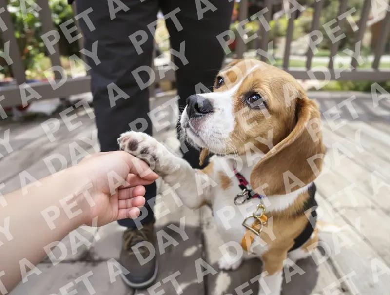 Beagle's Gentle Paw Shake