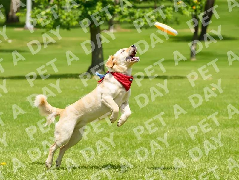 Playful Labrador Leaping for Frisbee in Park