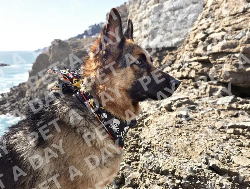 Coastal Watch: German Shepherd with Bandana