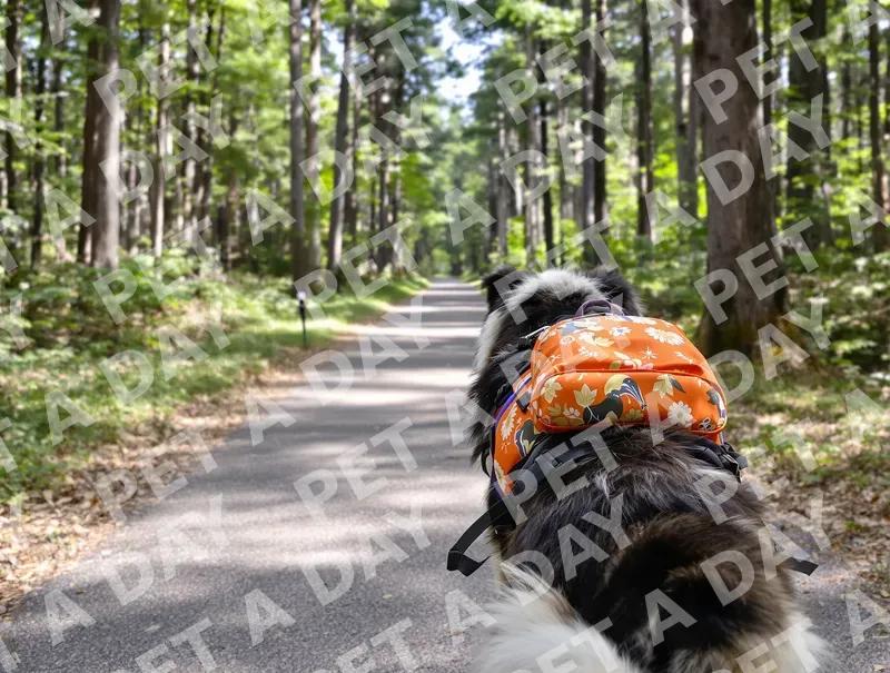 Australian Shepherd's Forest Path Adventure