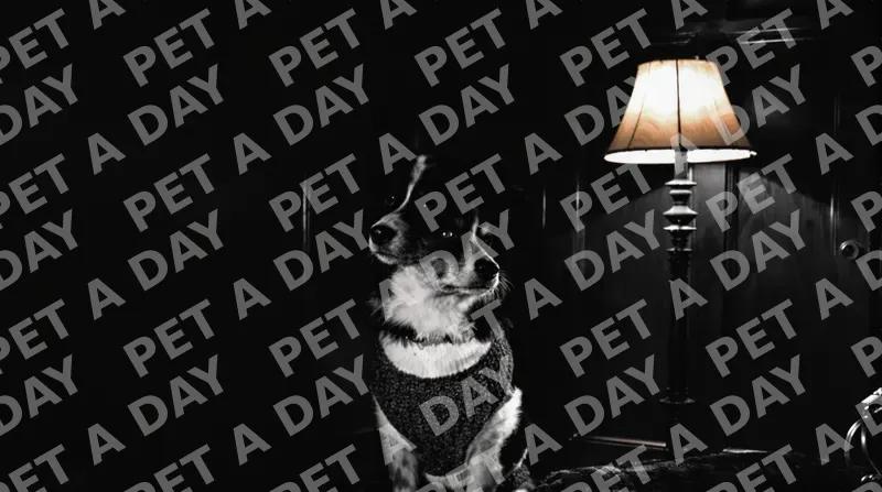 Observant Border Collie in Den Light