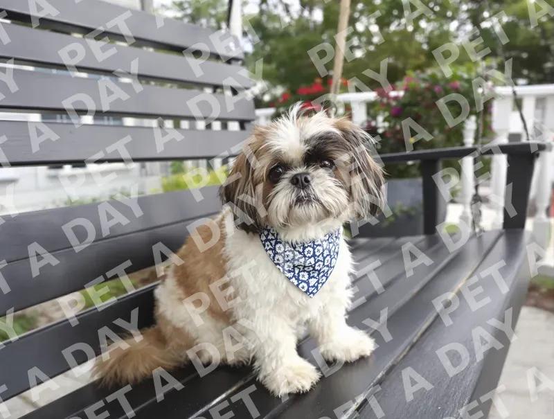 Dignified Shih Tzu on Porch Swing