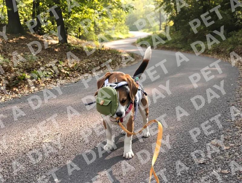 Beagle's Playful Forest Path Adventure