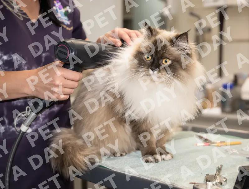 Gentle Grooming for a Beautiful Ragdoll