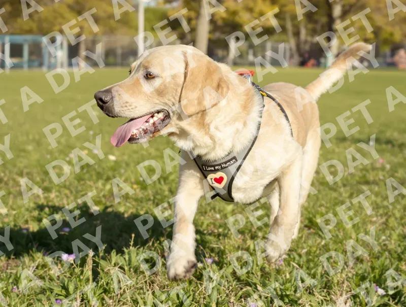 I Love My Human Lab Running