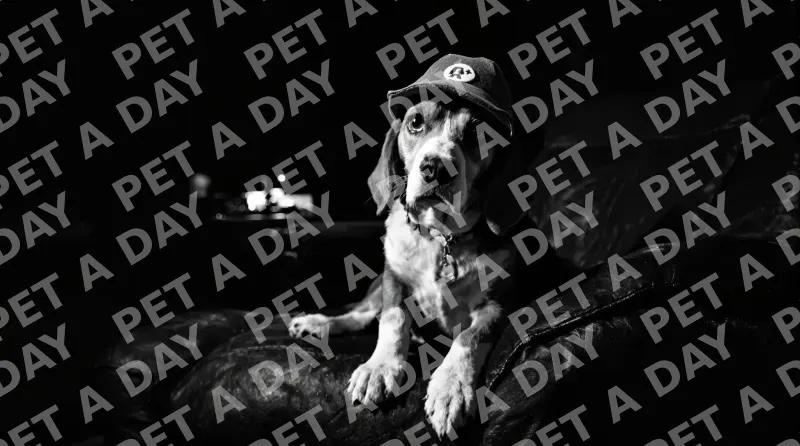 Beagle Detective in Dark Office