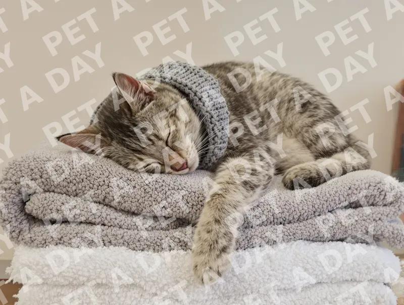 Peaceful Silver Tabby Cat Napping Soundly
