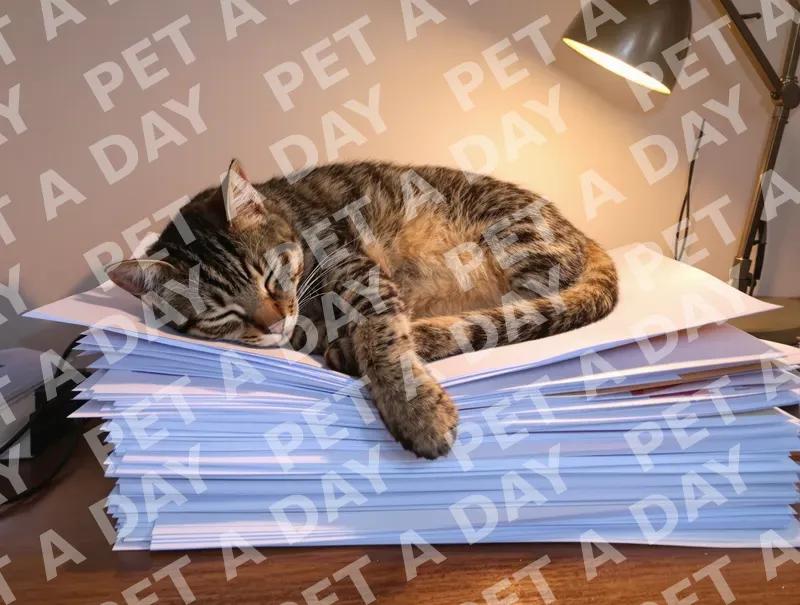 Mackerel Tabby Napping on Office Papers