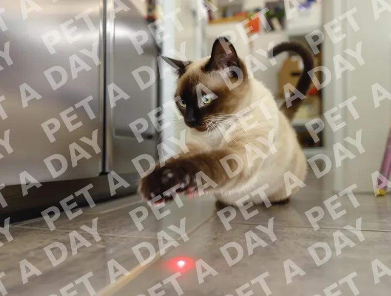 Playful Siamese Cat Chasing Laser Dot