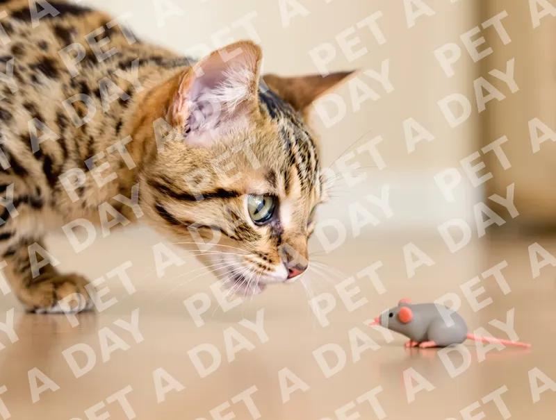 Bengal Cat's Intense Focus on Toy Mouse